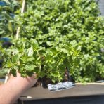 Marulka kocúrnik (Calamintha nepeta ssp. nepeta) - kont. P9